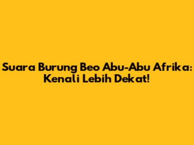Suara Burung Beo Abu-Abu Afrika: Kenali Lebih Dekat!